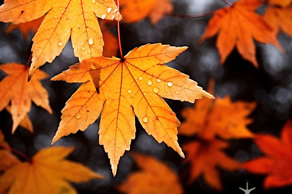 Autumn is full of colorful leaves.