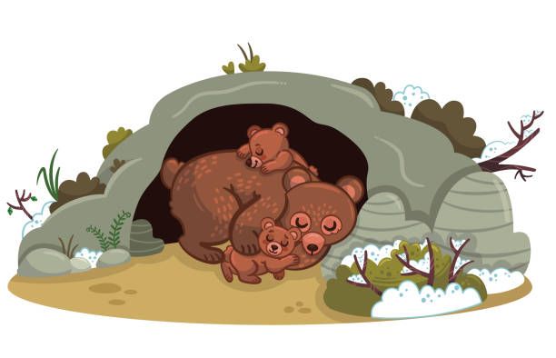 Bears sleep all winter.