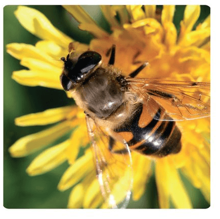 Bee