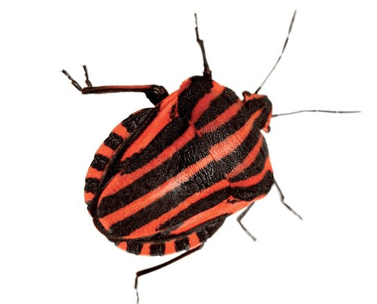 Beetle