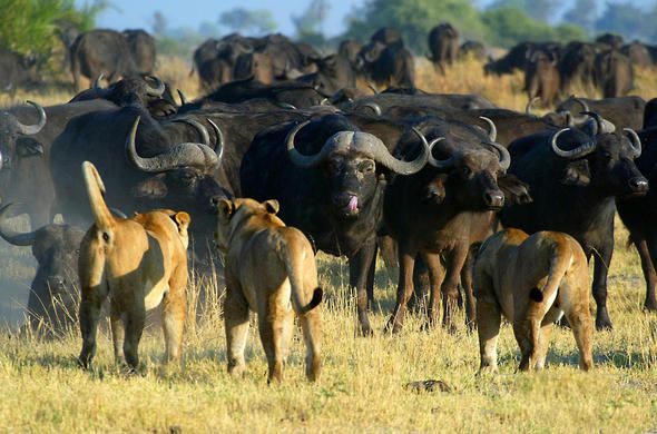  Buffaloes are very strong.