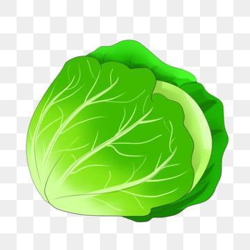 Cabbage 