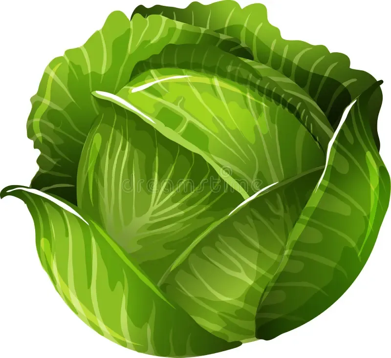  Cabbage is sweet and crunchy! 