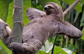 Calm sloth