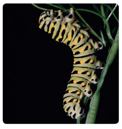 Caterpillar 