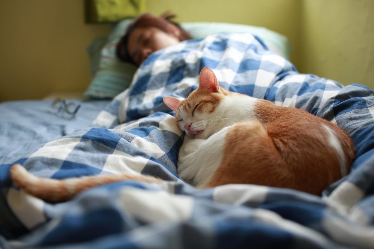 Cats like to sleep in warm places.