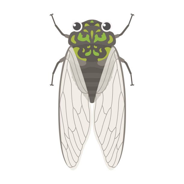 Cicada
