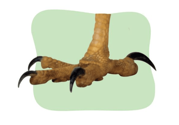 Claw