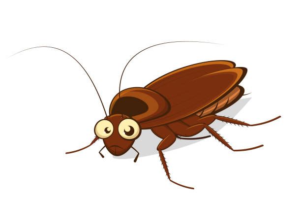 Cockroach