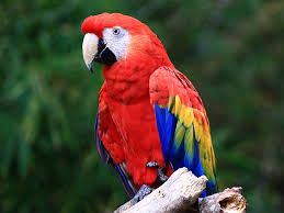 Colorful macaw