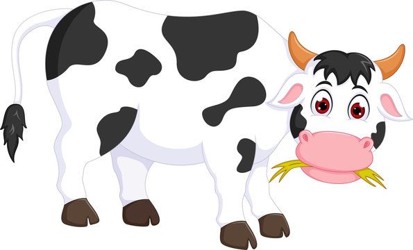 Cow