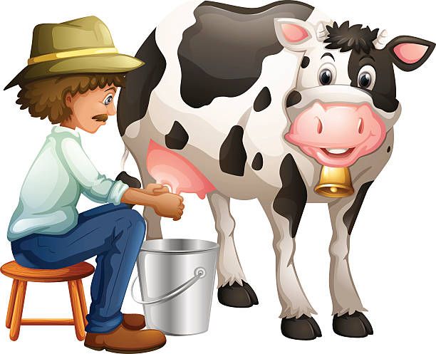 Cows give milk every day.