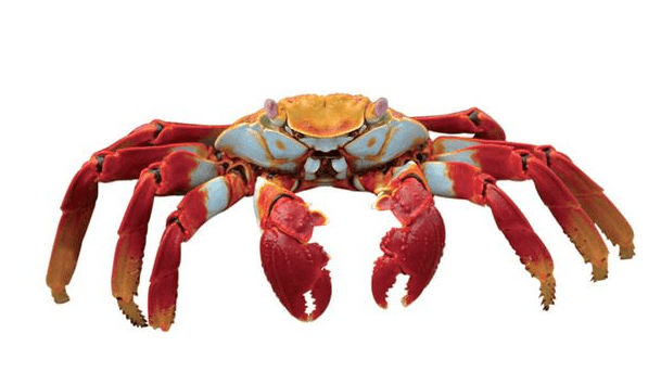 Crab