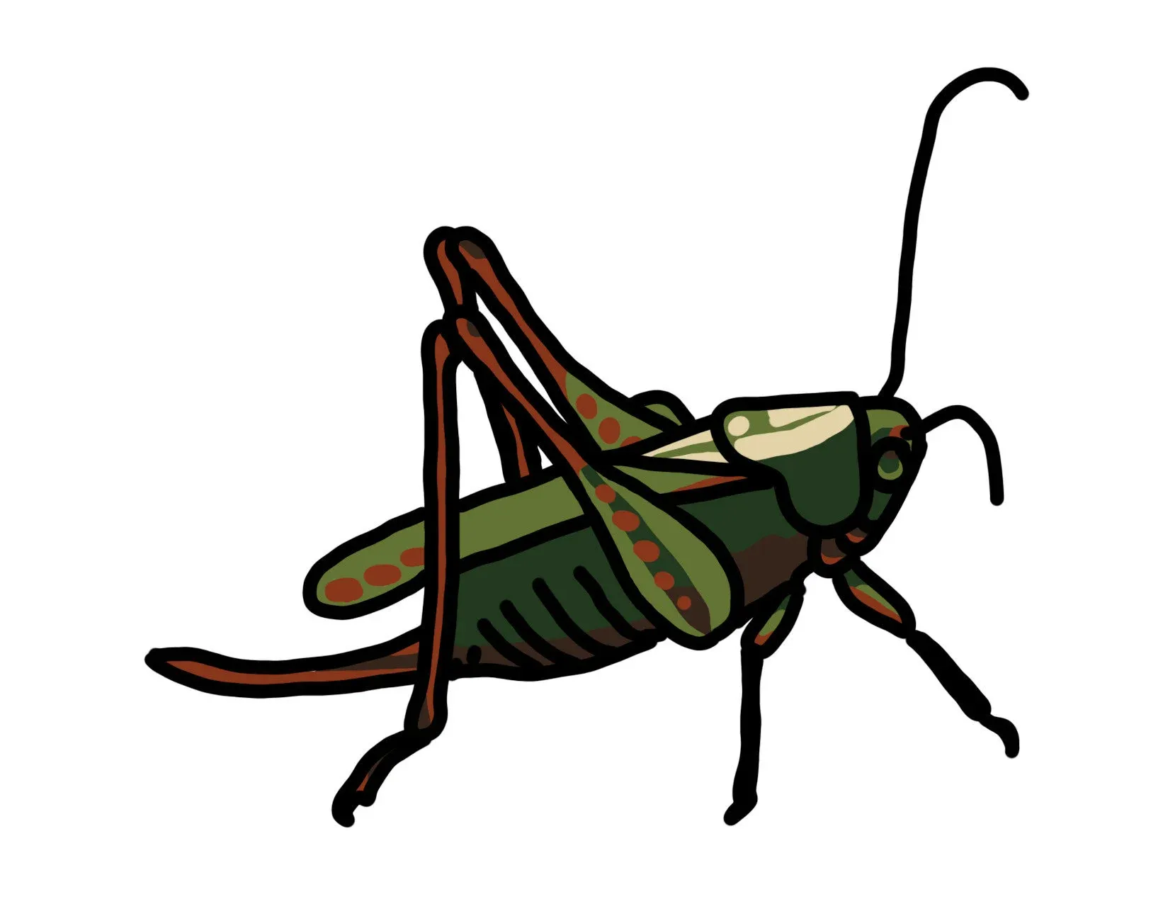 Cricket