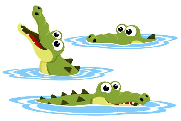 Crocodiles live in water.