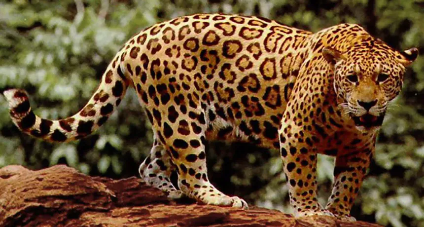 Dangerous jaguar