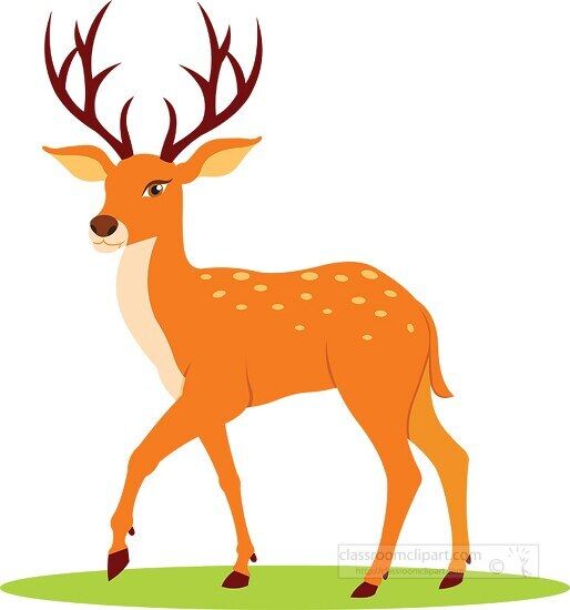 Deer