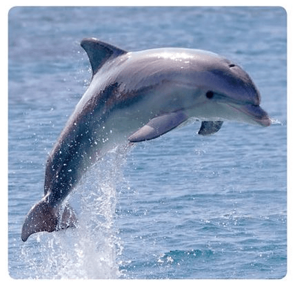 Dolphin 