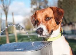  Don’t let the animals drink the water.