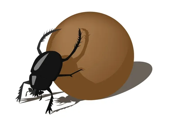 Dor - Beetle