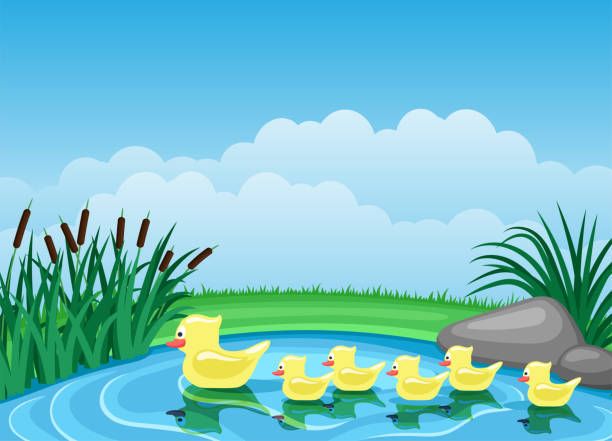 Ducks swim in the pond.