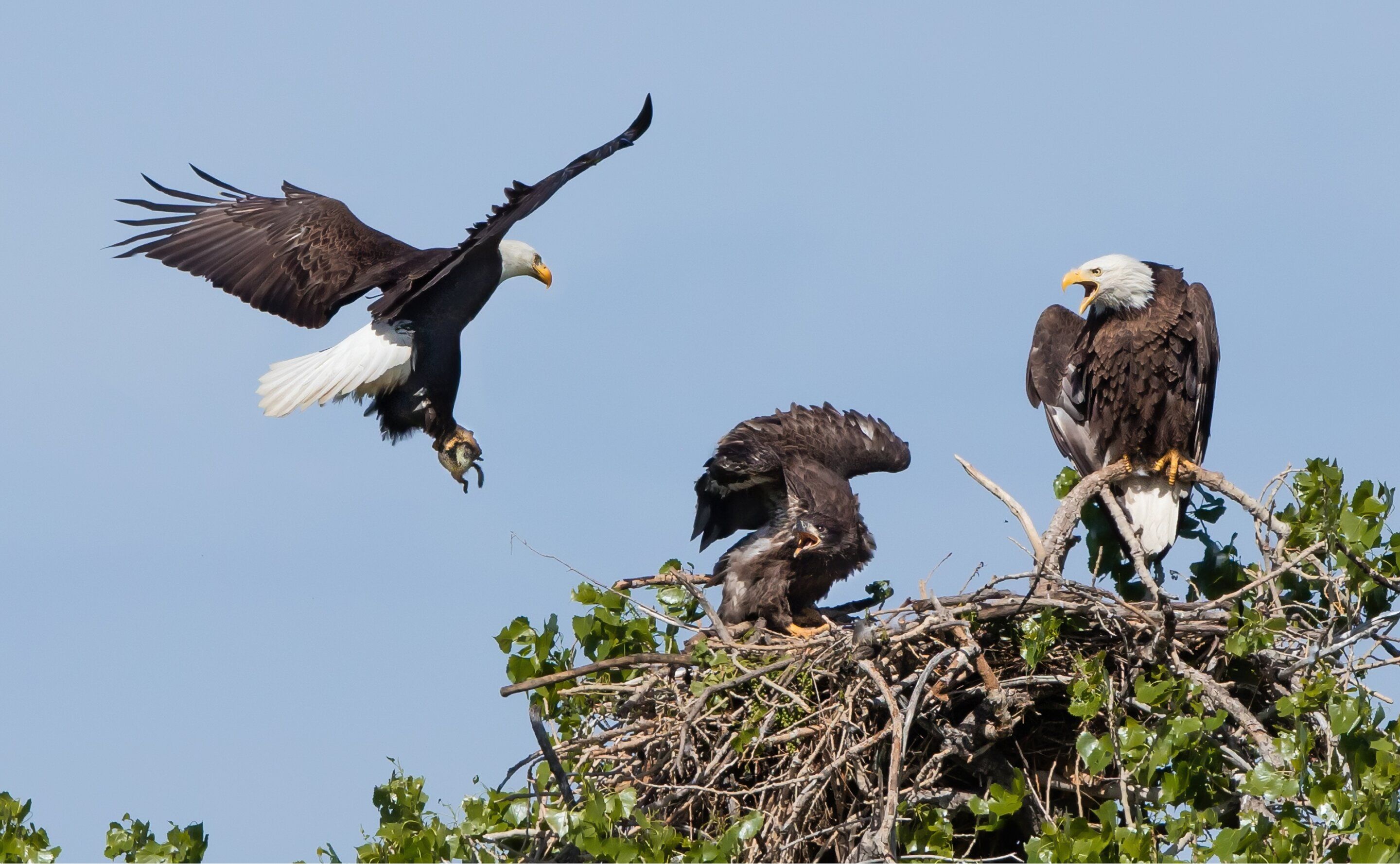 Eagles have sharp eyes.