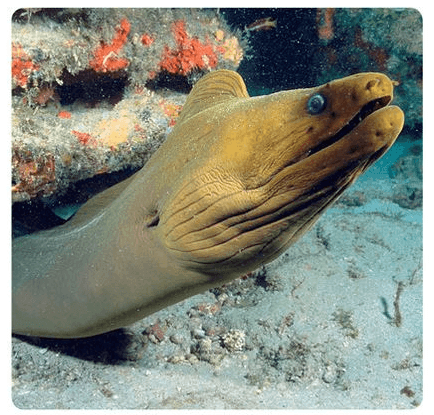 Eel