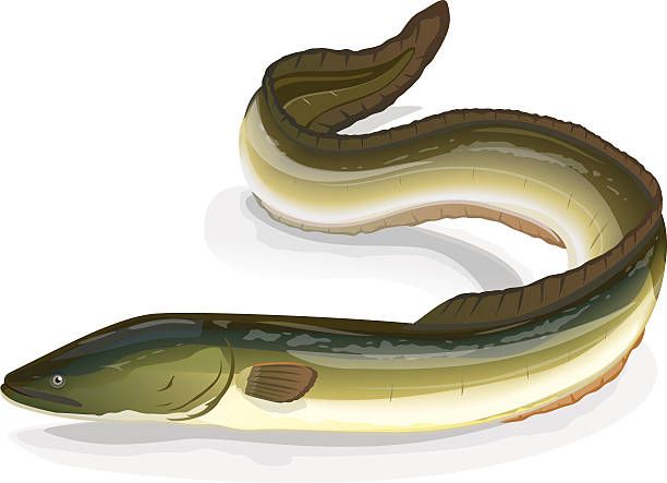 Eel