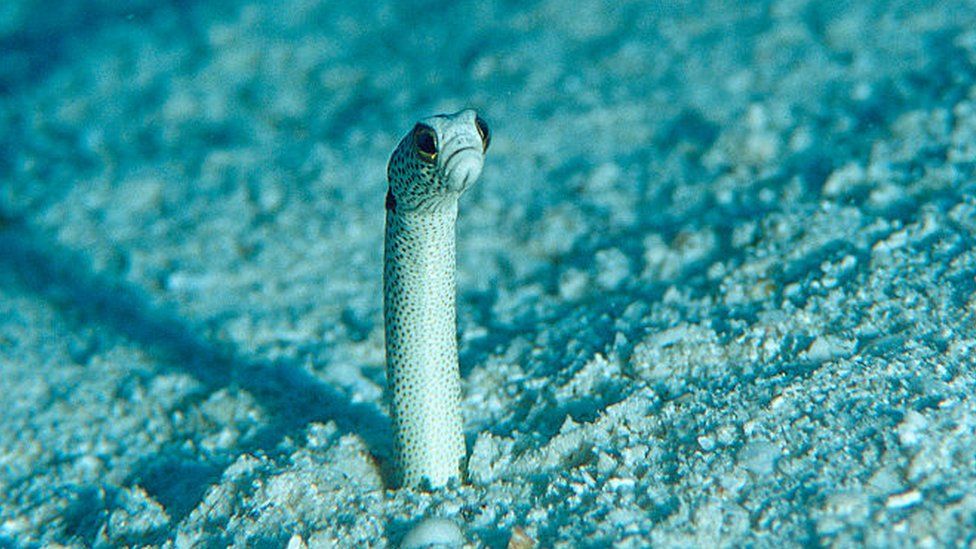 Eels hide in the sand.