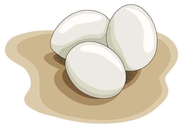 Egg