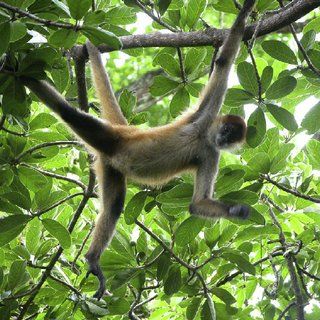 Energetic spider monkey