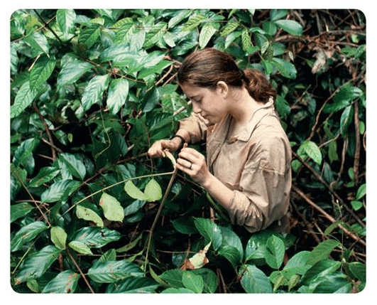 Explore the jungle 