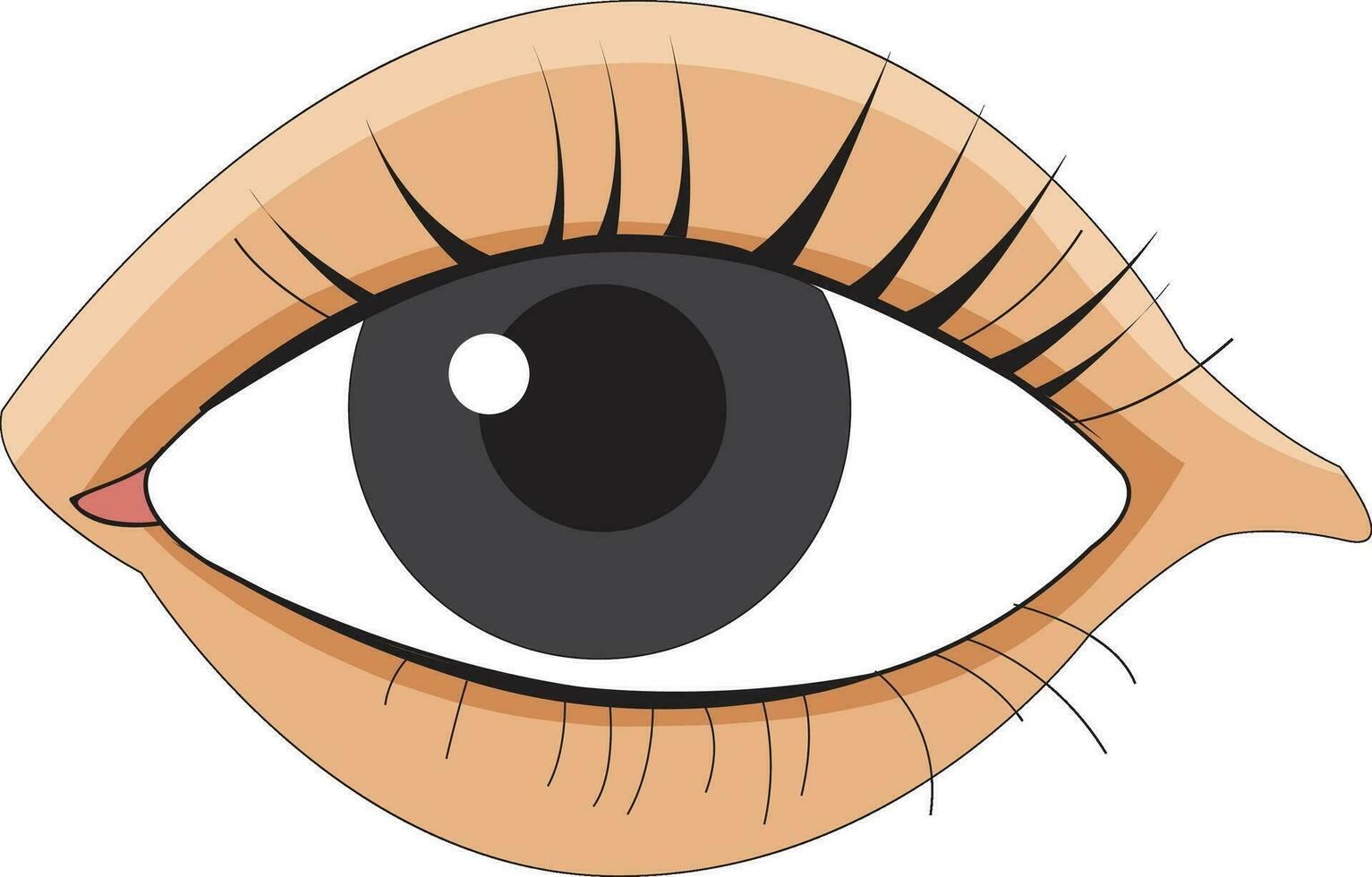 Eye