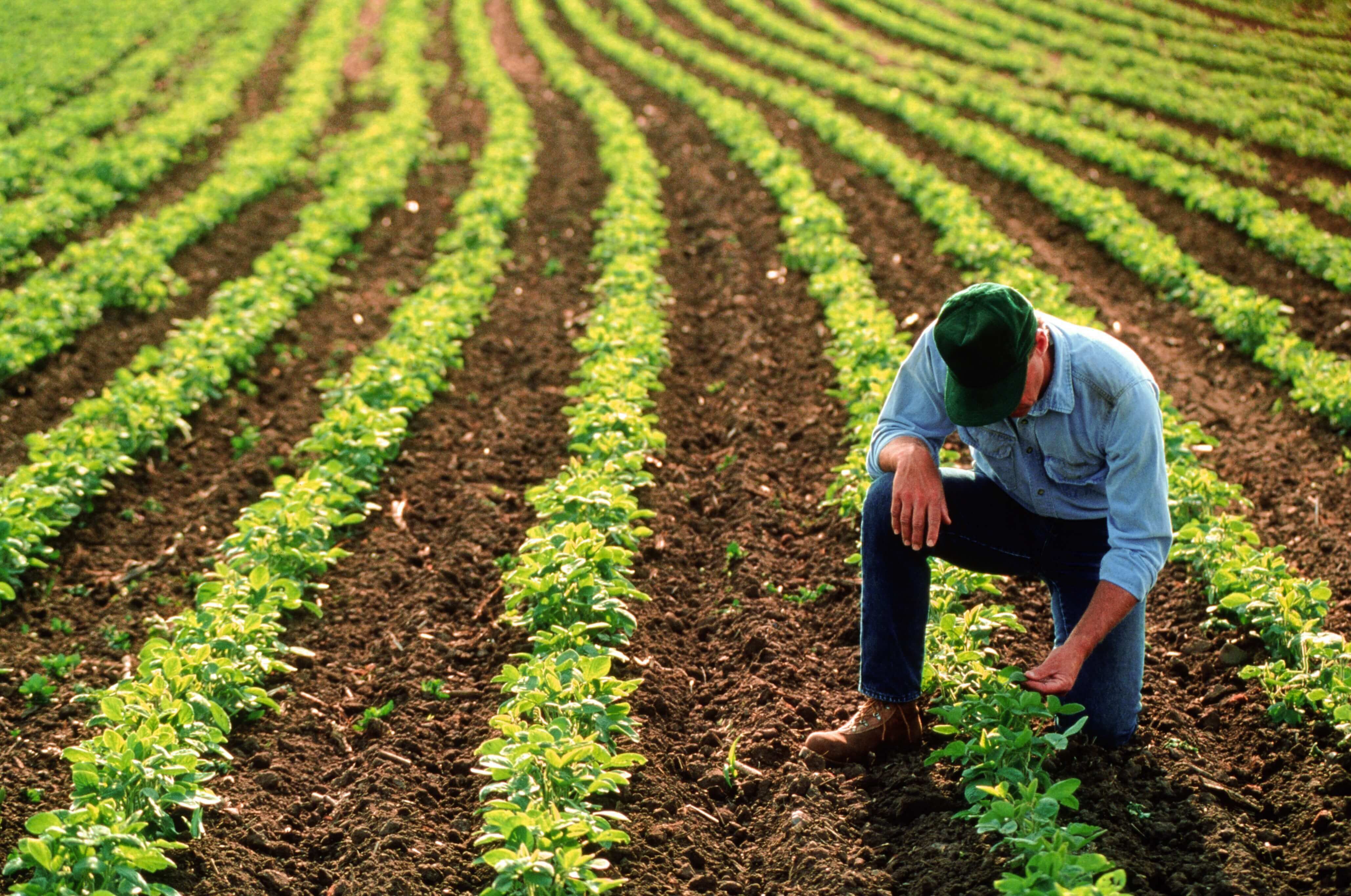 Farmer