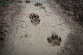 Find animal tracks 