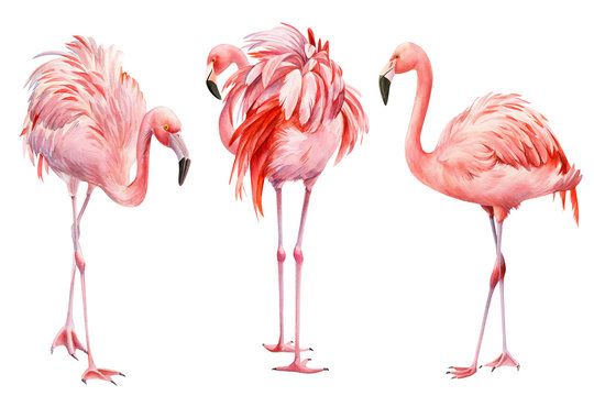  Flamingos are pink.