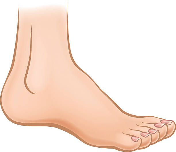 Foot