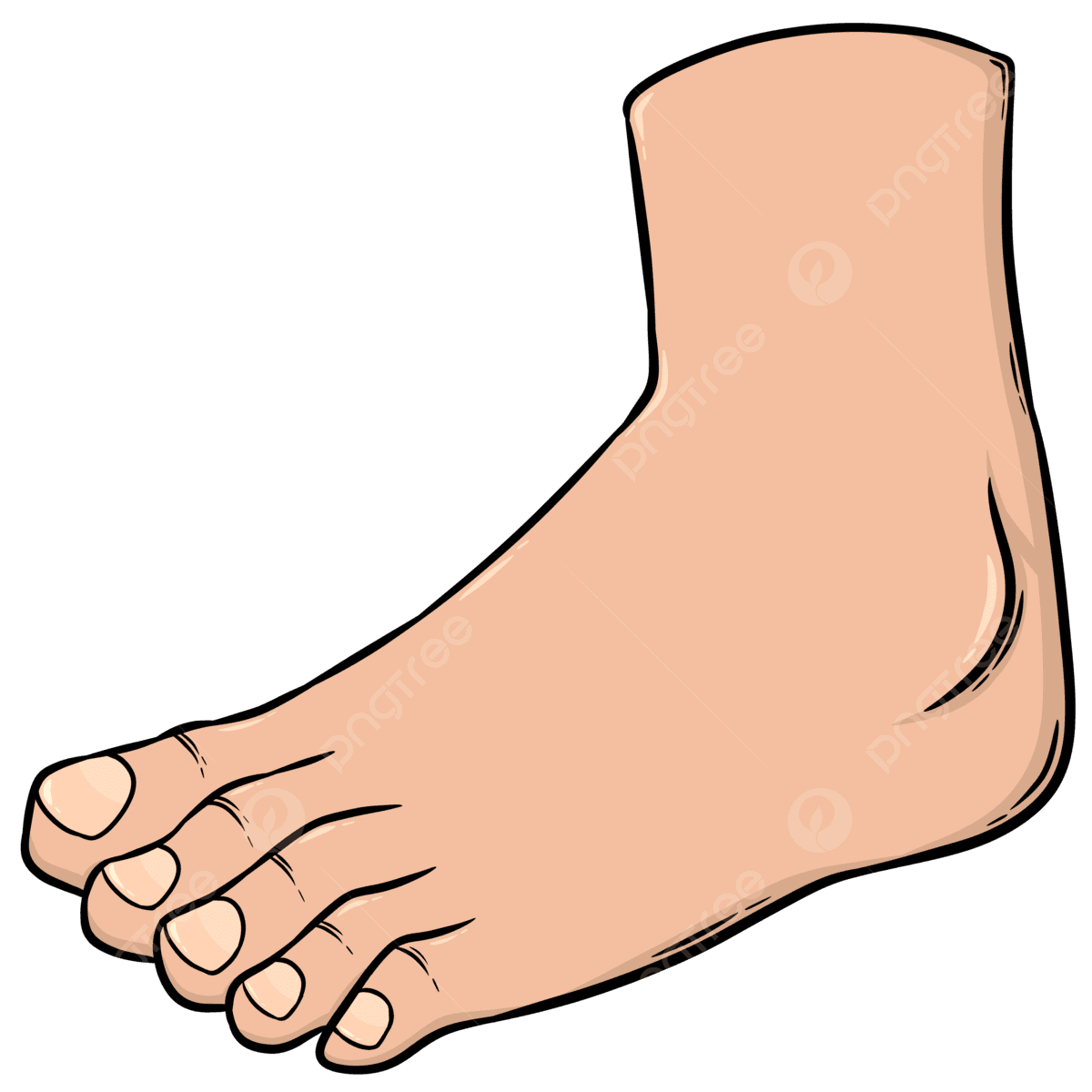 Foot 