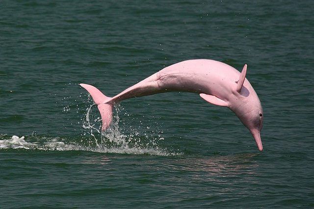 Friendly river dolphin