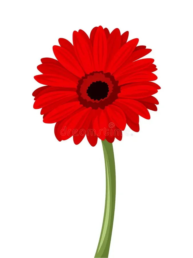 Nhấn để nghe Gerbera