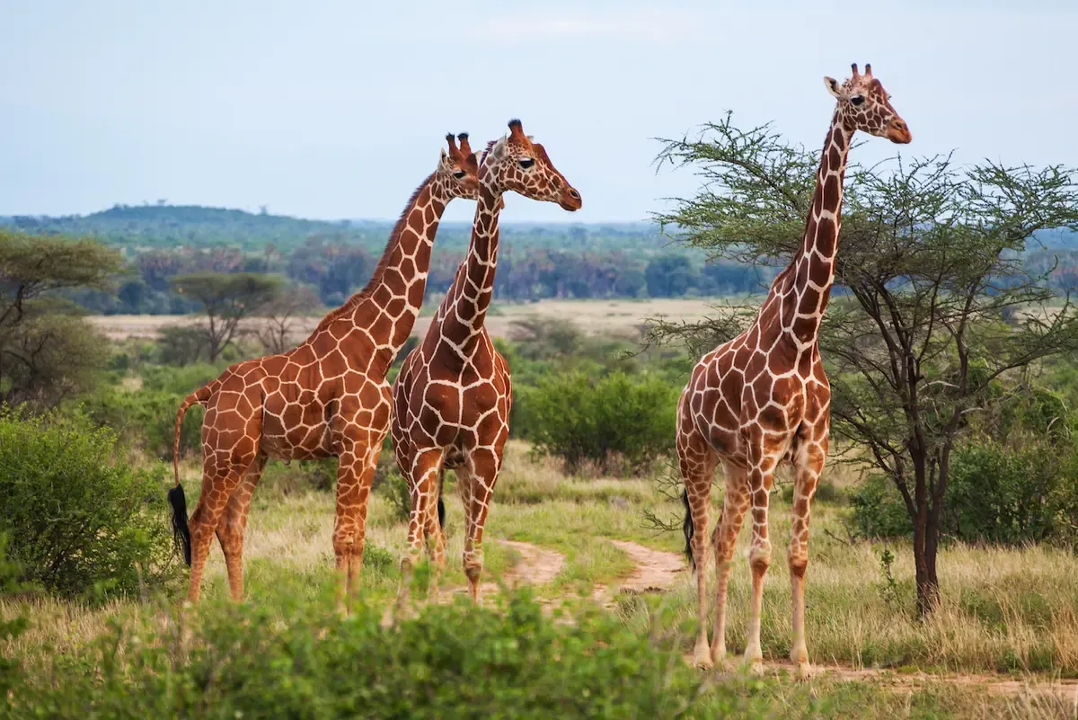 Giraffes have long necks.