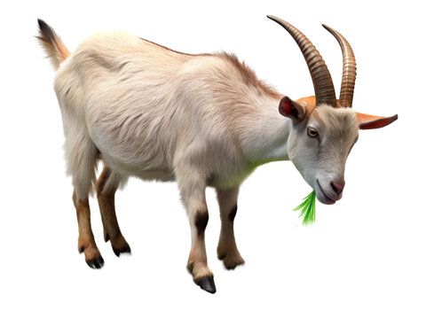 Goat