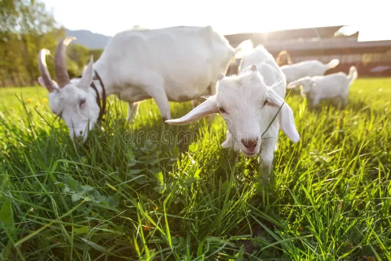 Goats eat fresh grass.