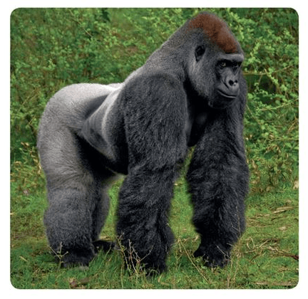 Gorilla