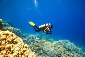 Go scuba diving 