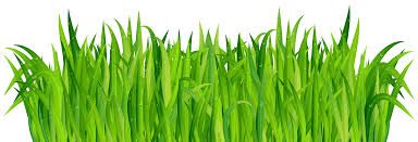 Grass
