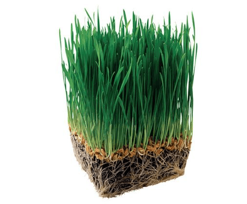 Grass