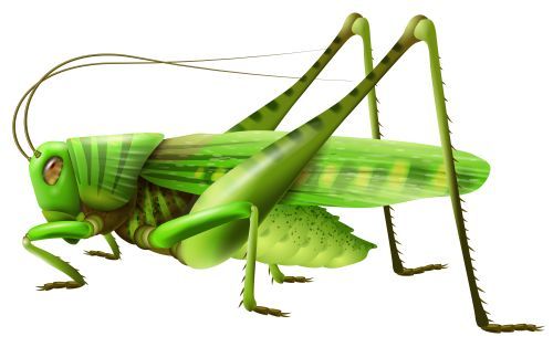 Grasshopper