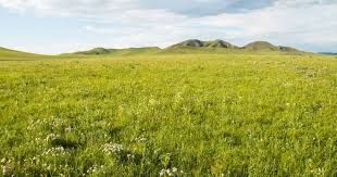 Grassland