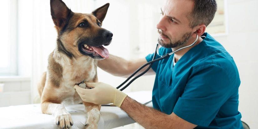 Help sick animals 